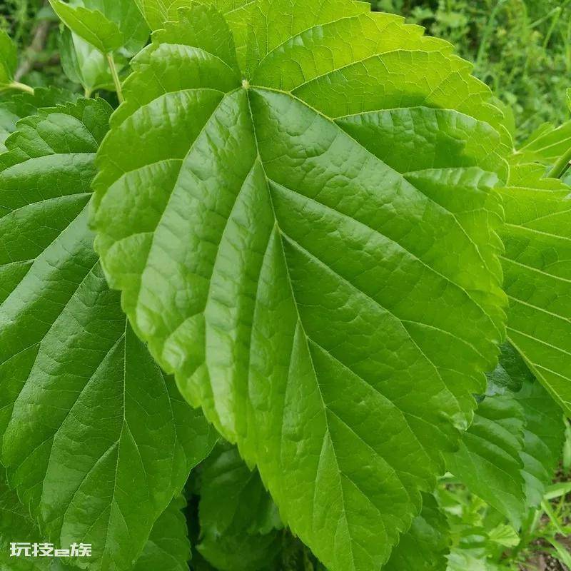 如何养蚕宝宝才能活得更长(不同日龄的蚕要喂不同的桑叶)-图片3